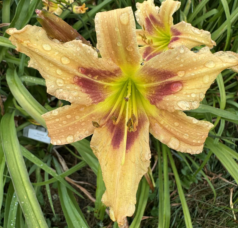 Tweety Bird's Friend